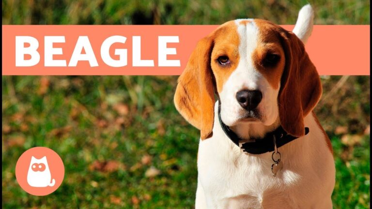 Curiosidad canina: ¿Cuánto tiempo vive un perro beagle? ¡Descubre su esperanza de vida!