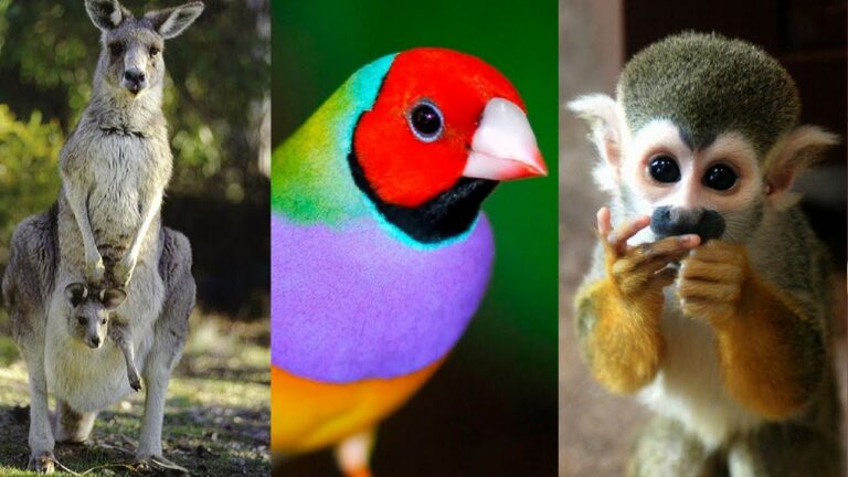 Descubre los animales exóticos legales en España: una fauna fascinante